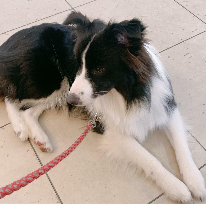 出所：@haku_tou_bow