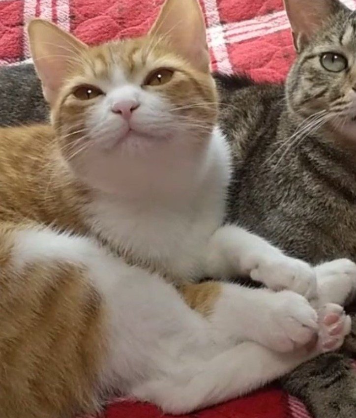 出所：@mero627puri914