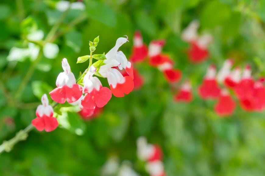 毎年秋に咲く【香りのいい花】狭い庭でも管理しやすい《多年草・庭木》3選！キンモクセイの仲間も