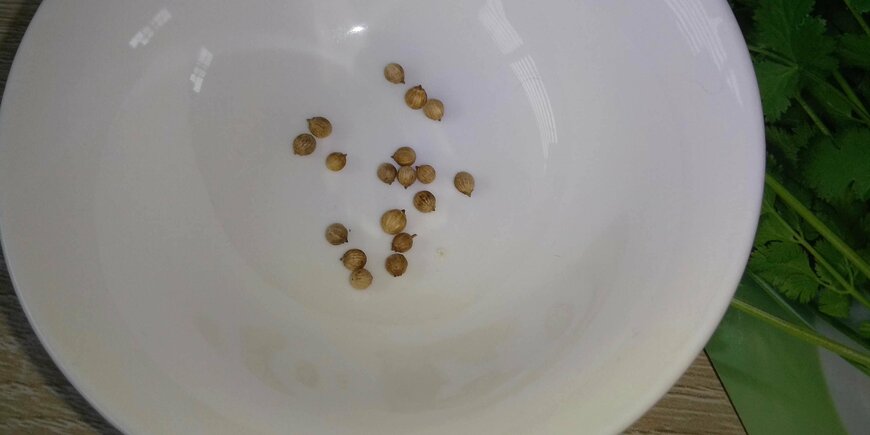 コリアンダーの種。直径は4ミリほど。潰して給水させてから播くと発芽しやすくなる。