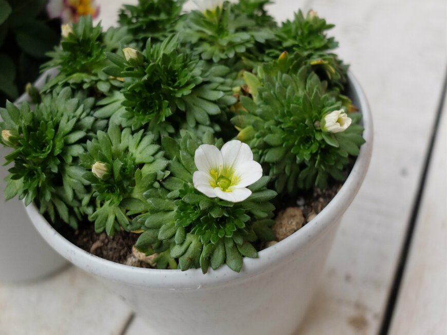 LIMOガーデニング部撮影／セイヨウ クモマグサ