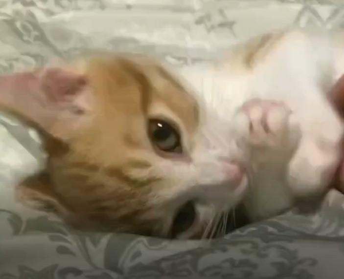 出所：@mero627puri914