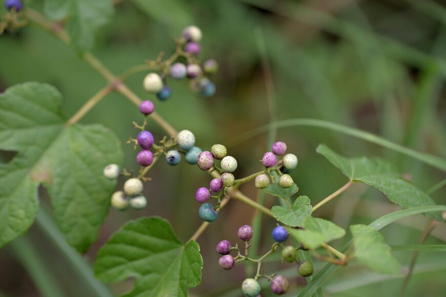 野ぶどう　Picmin/shutterstock.com