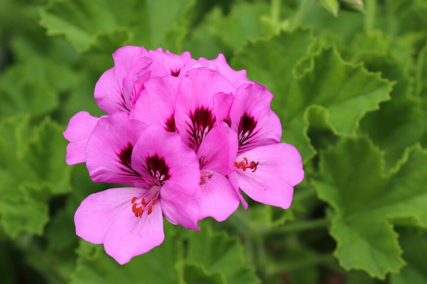 decoplus/shutterstock.com