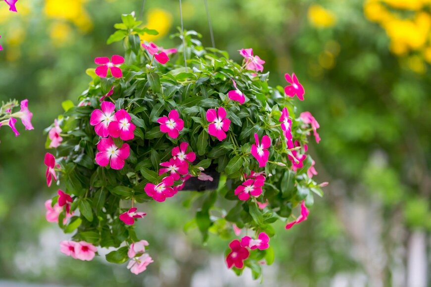 【ガーデニング】春に種まきする植物オススメ7選！秋まで楽しめて開花が長い