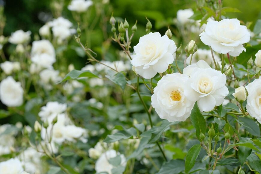 【ガーデニング薔薇だより】白いバラの魅力＆清らかなホワイトローズおすすめ8選＜歴30年のガーデナーが太鼓判＞