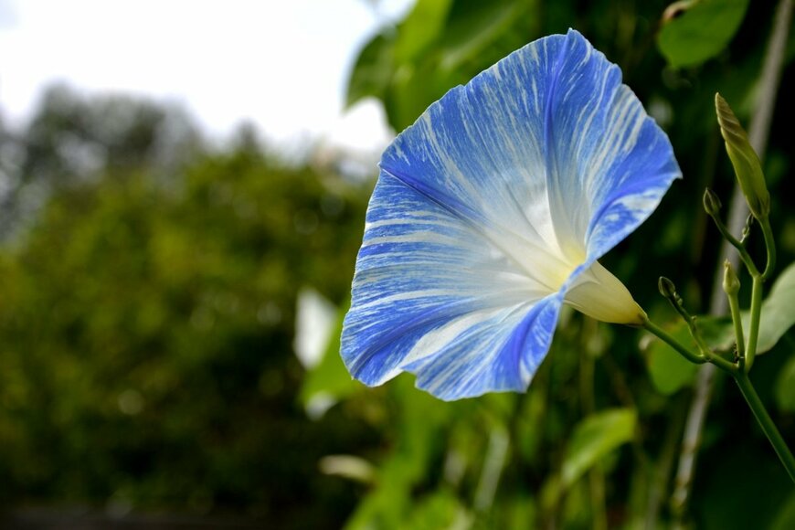 フライングソーサーという名のアサガオ。花の色はブルーで、白いストライプが入っている。