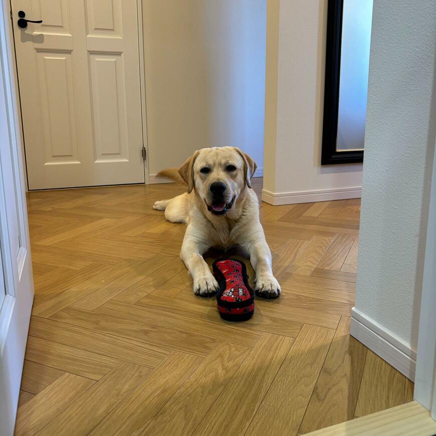 かわいいラブラドールレトリバー