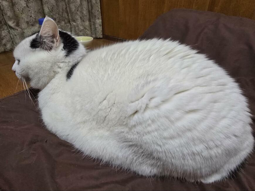 丸くなって寝る猫