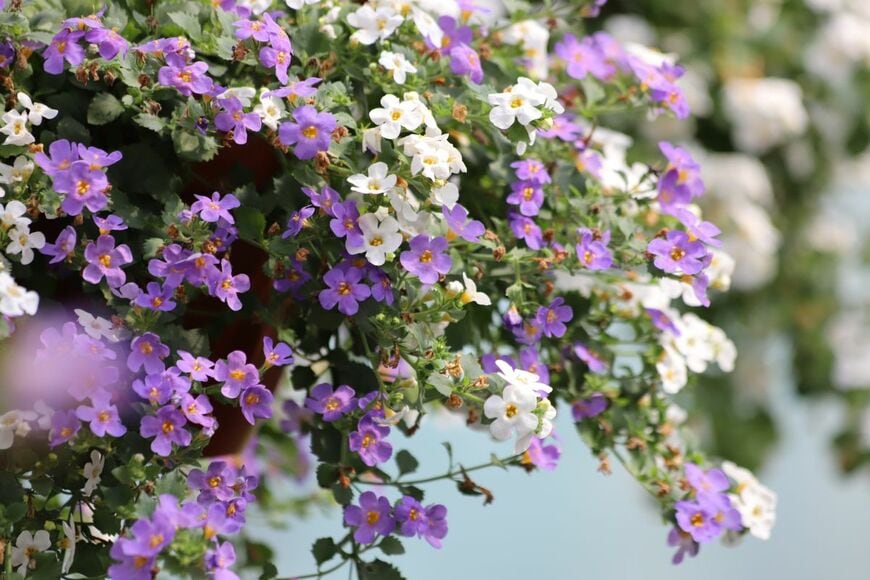 紫と白の花を咲かせているバコパ