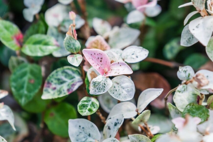 ツル性植物「ハツユキカズラ」のピンク色の新芽