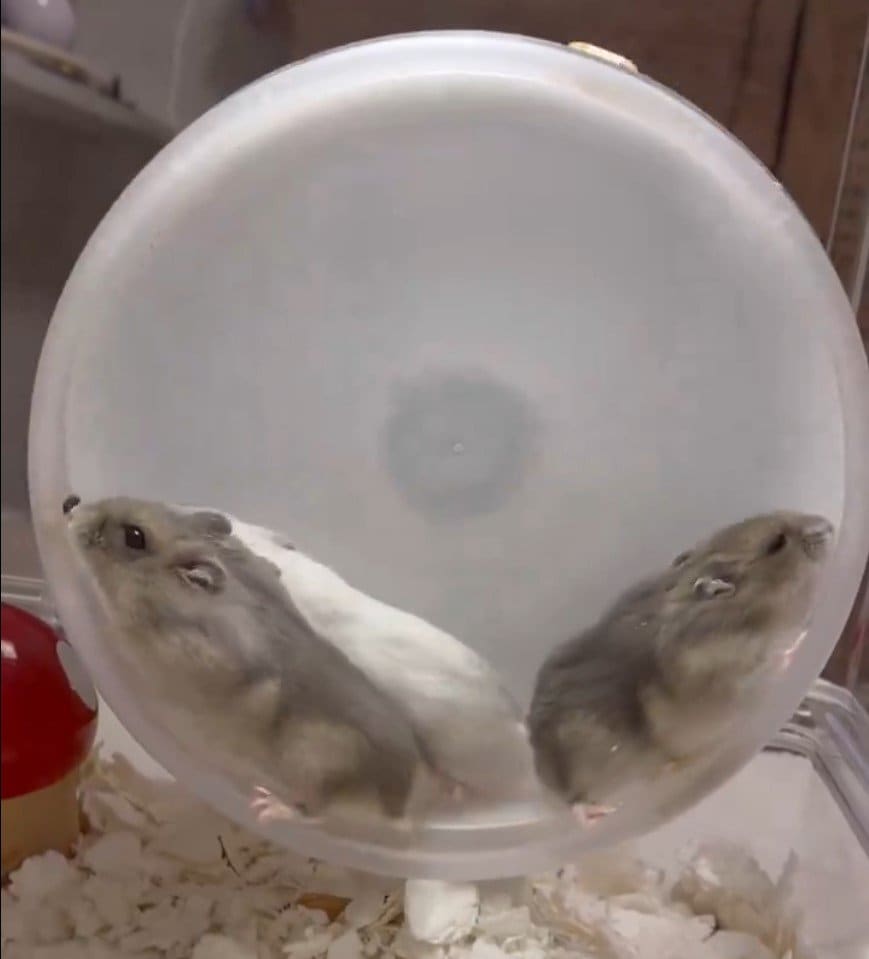 )3匹のハムスター