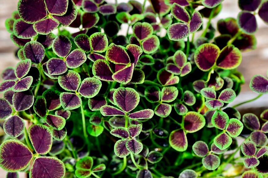 紫色で縁取りが緑色の葉を広げているクローバー