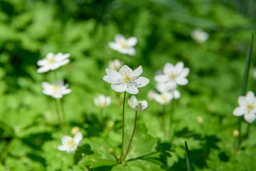 白い花を咲かせている、ニリンソウ