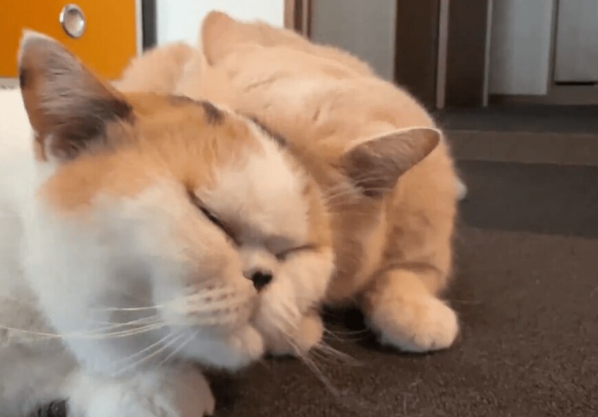 頭突きをする猫たち