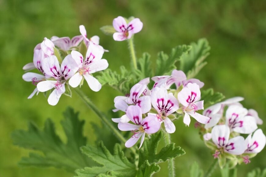センテッドゼラニウムの花。色は薄いピンク