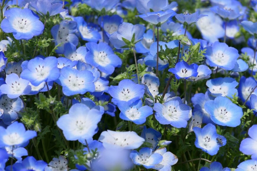 ブルーの花が満開のネモフィラ
