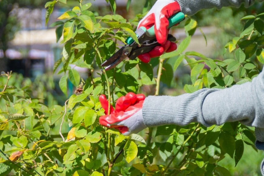 バラの剪定をしている様子