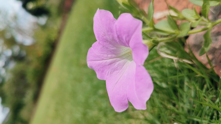 わが家の庭で咲く花の写真