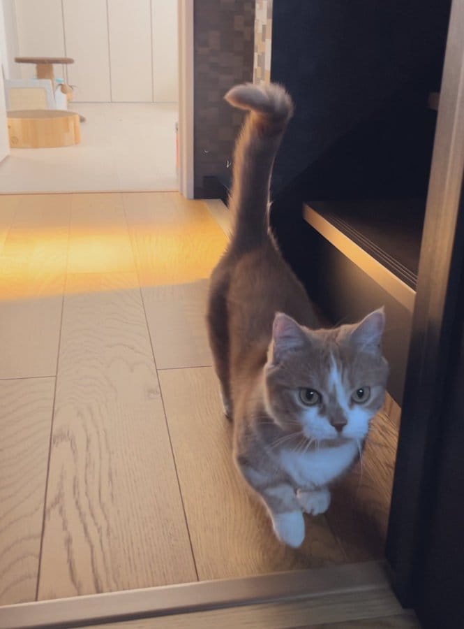 歩く猫