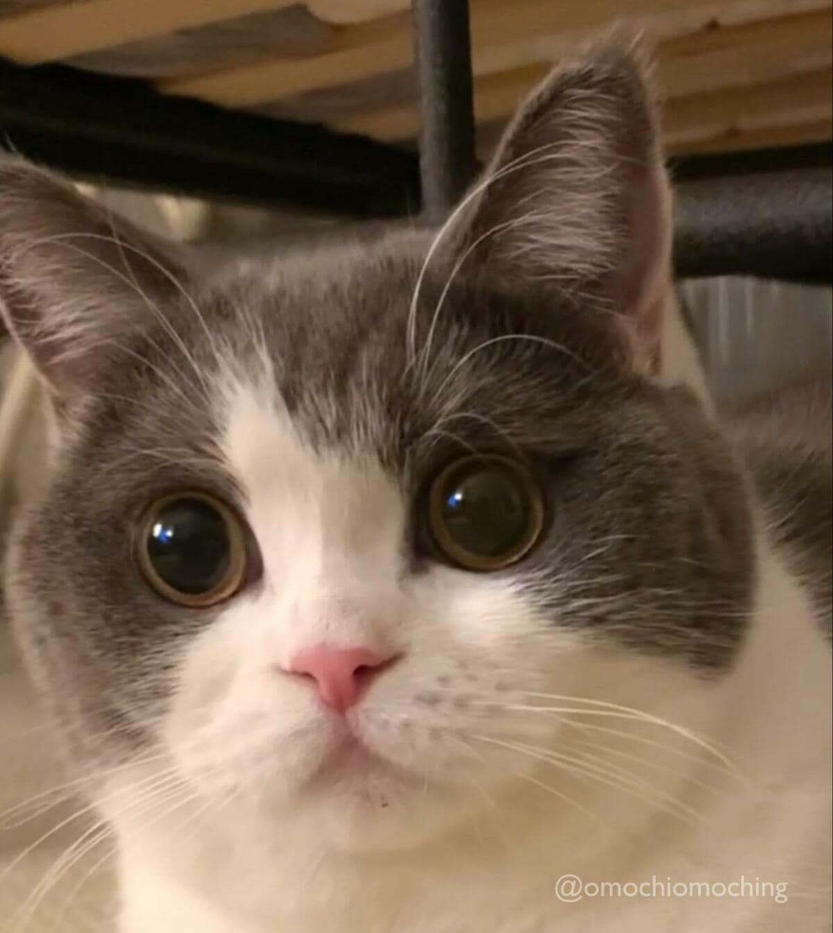 変化する「猫ちゃんのおめめ」にXで驚きの声が続出 「え、こんなに