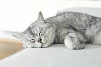 「寝落ちした猫」不可解な寝相に思わず目を疑う　「何回見ても不思議」