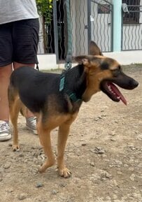 置き去りにされて空き家の前で何日も家族を待ち続けた保護犬→待ち続けた先に得た『本当の家族』との出会い