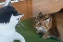 奇襲をかけるも「あえなく制圧される猫ちゃん」　想定外の結末に飼い主さんも「なにコレ（笑）」