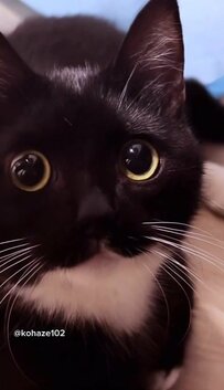 びっくり顔がかわいい元保護猫ちゃんが話題！驚いた表情のかわいさに2.7万「いいね」！