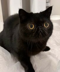 破天荒な猫ちゃん　ビニール袋に豪快ダイブ→段ボールの上でバランスとるも​​最後は…