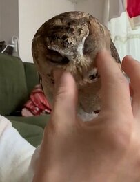 【至福のフクロウ】とろける表情がたまらない！飼い主さんとの幸せいっぱいな様子にほっこり