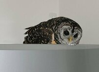 【アヒル寝をするフクロウ】リラックスしすぎてとろけそうな表情がかわいい！