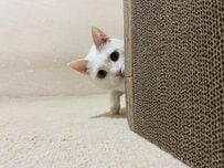 「あざとかわいい」猫ちゃんに悶絶…！目が釘付けな「ちょこんと」ポーズに2600いいね！