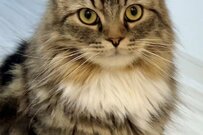 表情豊かな猫さんが浮かべた【可愛いガッカリ顔】SNSで話題