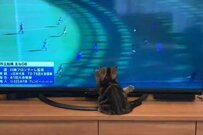 「もう二度と撮れない」テレビのサッカーボールを追う子猫　あまりにもお茶目な展開にX民が悶絶！