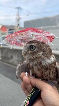【梅雨の日のフクロウ】レース柄の傘でお散歩をするフクロウさん…紫陽花とのコラボが可愛すぎる
