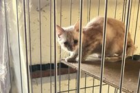 繁殖家放棄…死を待っていた猫　愛に満ちた家族との今が胸を打つ