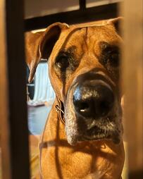 【衝撃】ワンちゃんに「スイカを買ったから後で食べよう」と言った結果…まさかの様子に癒される人続出