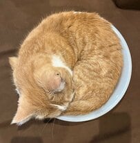 洗面器にハマる猫さん　上から覗くと「揚げパン」「たわし」に見える謎に注目が集まる