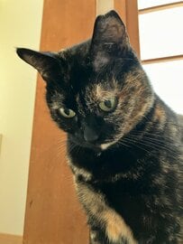 「遊んでほしいニャ…」飼い主さんが家事で忙しいとしょんぼりしてしまう猫ちゃんに「甘え上手なんだからぁ」の声