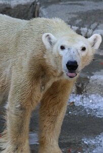 【静岡県】「あと少し寝かせて...」朝が苦手な「ホッキョクグマ」の寝起きが完全に「夜型人間の朝」で愛おしすぎる！