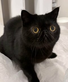 破天荒な猫ちゃん　ビニール袋に豪快ダイブ→段ボールの上でバランスとるも​​最後は…