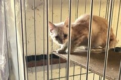 繁殖家放棄…死を待っていた猫　愛に満ちた家族との今が胸を打つ