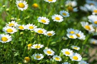 ガーデニング】立春の庭に咲くキュートな草花7選。麗らかな季節を