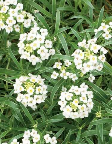 ガーデニング代の節約】たった1苗で一年中オシャレ！長い期間花が咲く