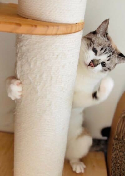 爪を振り上げるミントちゃん