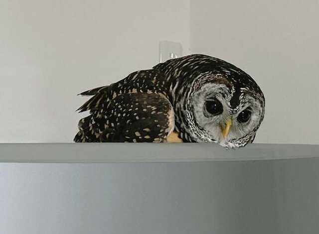 【アヒル寝をするフクロウ】リラックスしすぎてとろけそうな表情がかわいい！