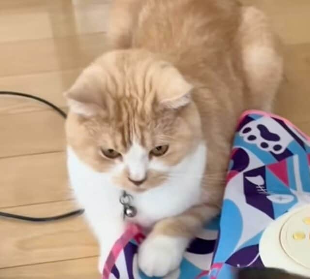 【本当に猫？】おもちゃが頭に当たった結果→“猫らしからぬ反応”に思わず目を疑う！