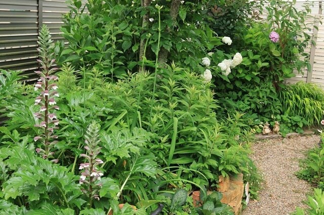 半日陰の庭に「植えてよかった！」10年以上植えっぱなしの《多年草・低木》5選＆育て方のコツ