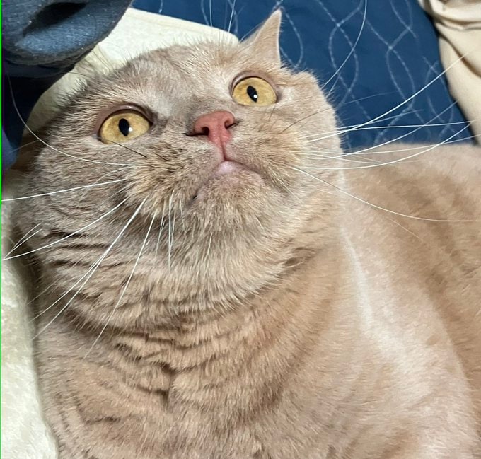 猫で癒やされたい人へ。 丸顔が愛らしいブリティッシュショートヘアの「気の抜けた表情」が可愛い